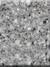 API CONTENT TAB: Tristone Romantic F-103 Concord