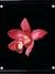 API CONTENT TAB: Орхидея красная на чёрном фоне