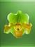 API CONTENT TAB: Орхидея салатово-жёлтая на зелёном фоне