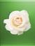 API CONTENT TAB: Роза белая на зелёном фоне