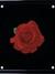 API CONTENT TAB: Роза красная на чёрном фоне