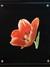 API CONTENT TAB: Тюльпан красный на чёрном фоне