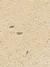 API CONTENT TAB: Staron Pebble PL848 LIMESTONE